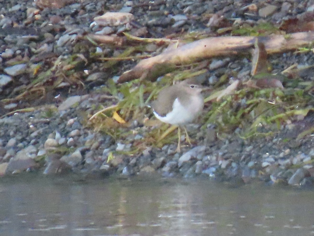 Spotted Sandpiper - ML642331281