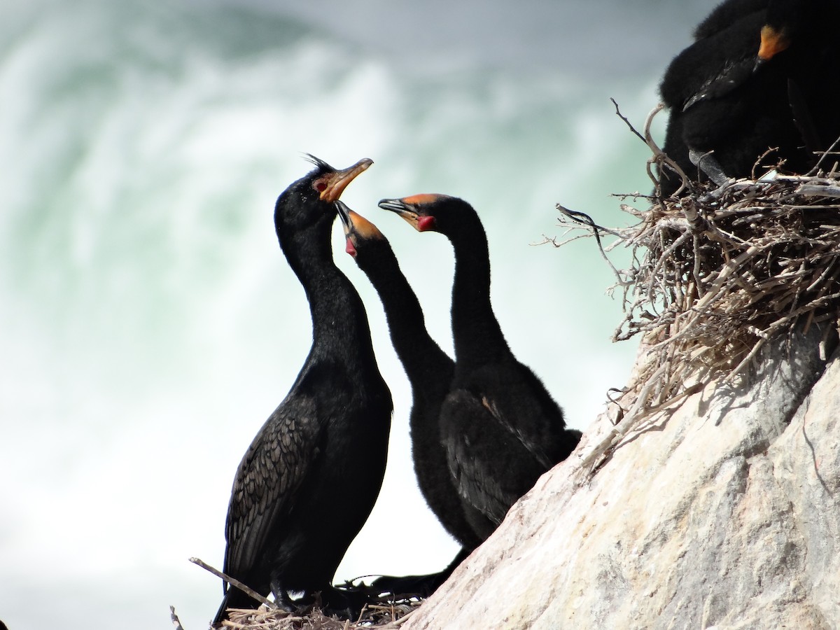 Crowned Cormorant - ML642331309