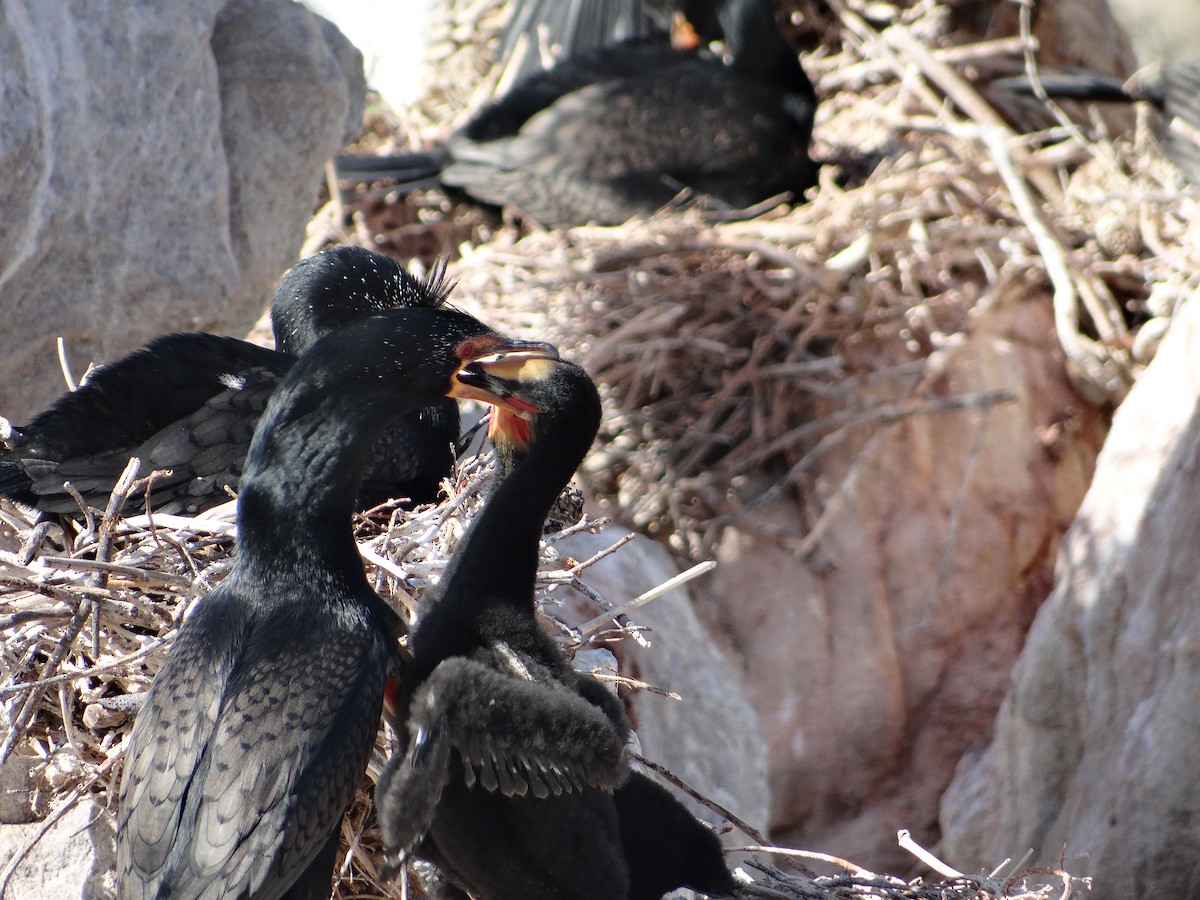 Crowned Cormorant - ML642331310