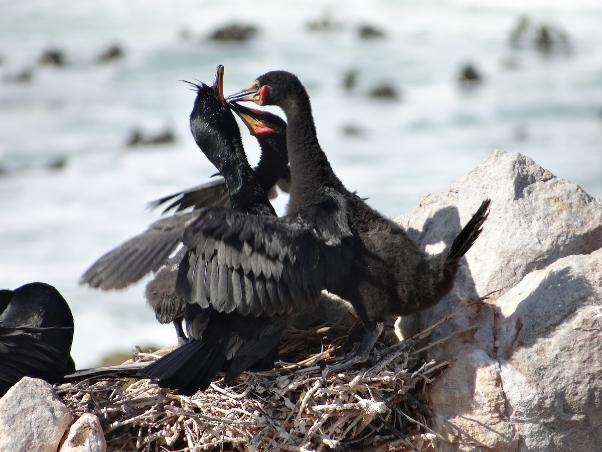 Crowned Cormorant - ML642331311
