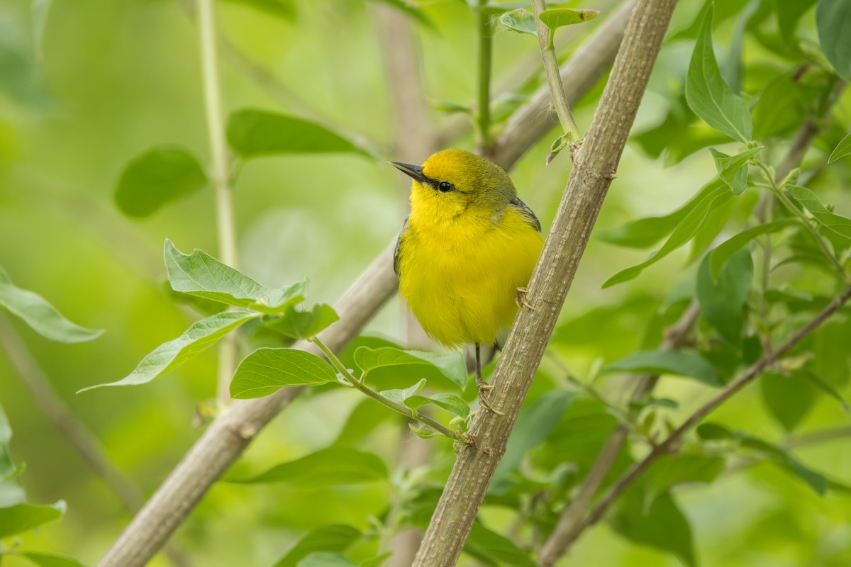 Blue-winged Warbler - ML642331317