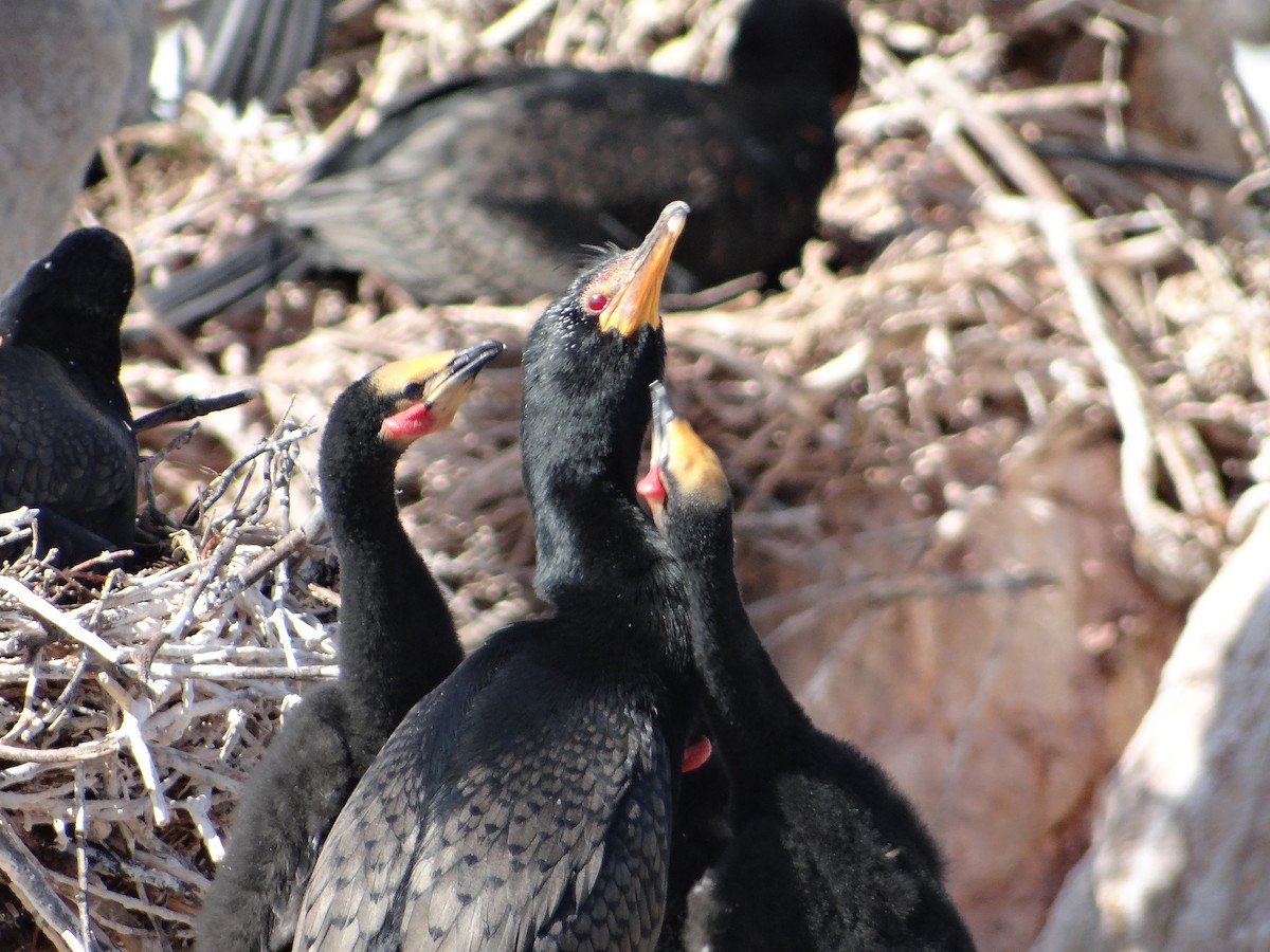 Crowned Cormorant - ML642331322