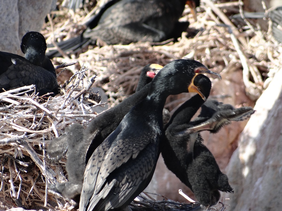 Crowned Cormorant - ML642331323