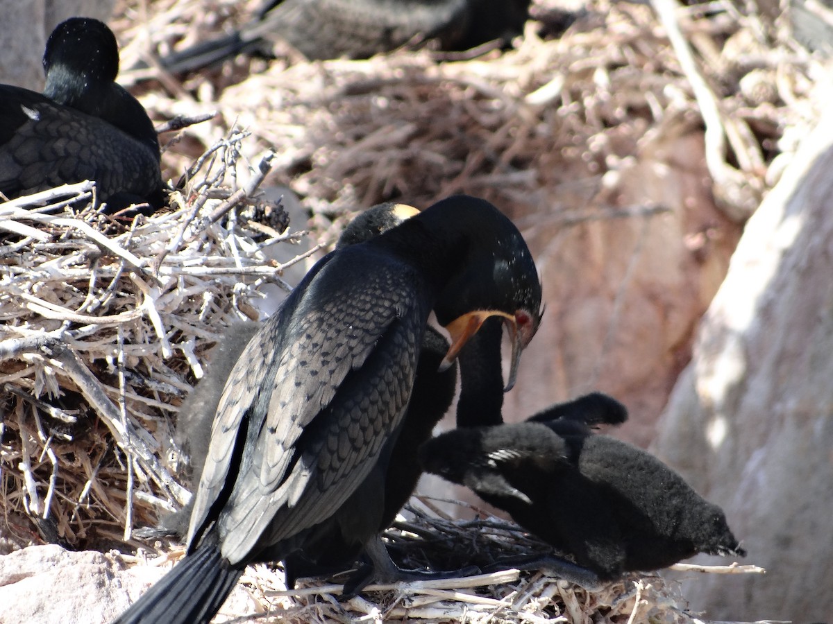Crowned Cormorant - ML642331324