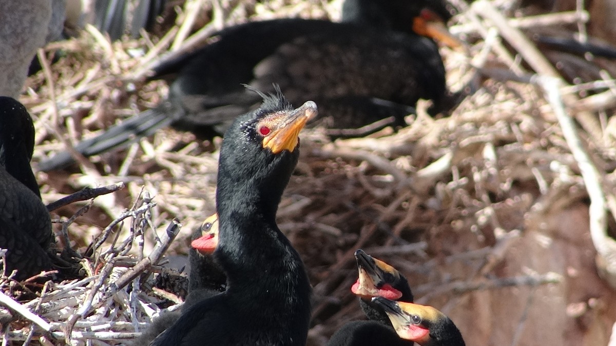 Crowned Cormorant - ML642331326