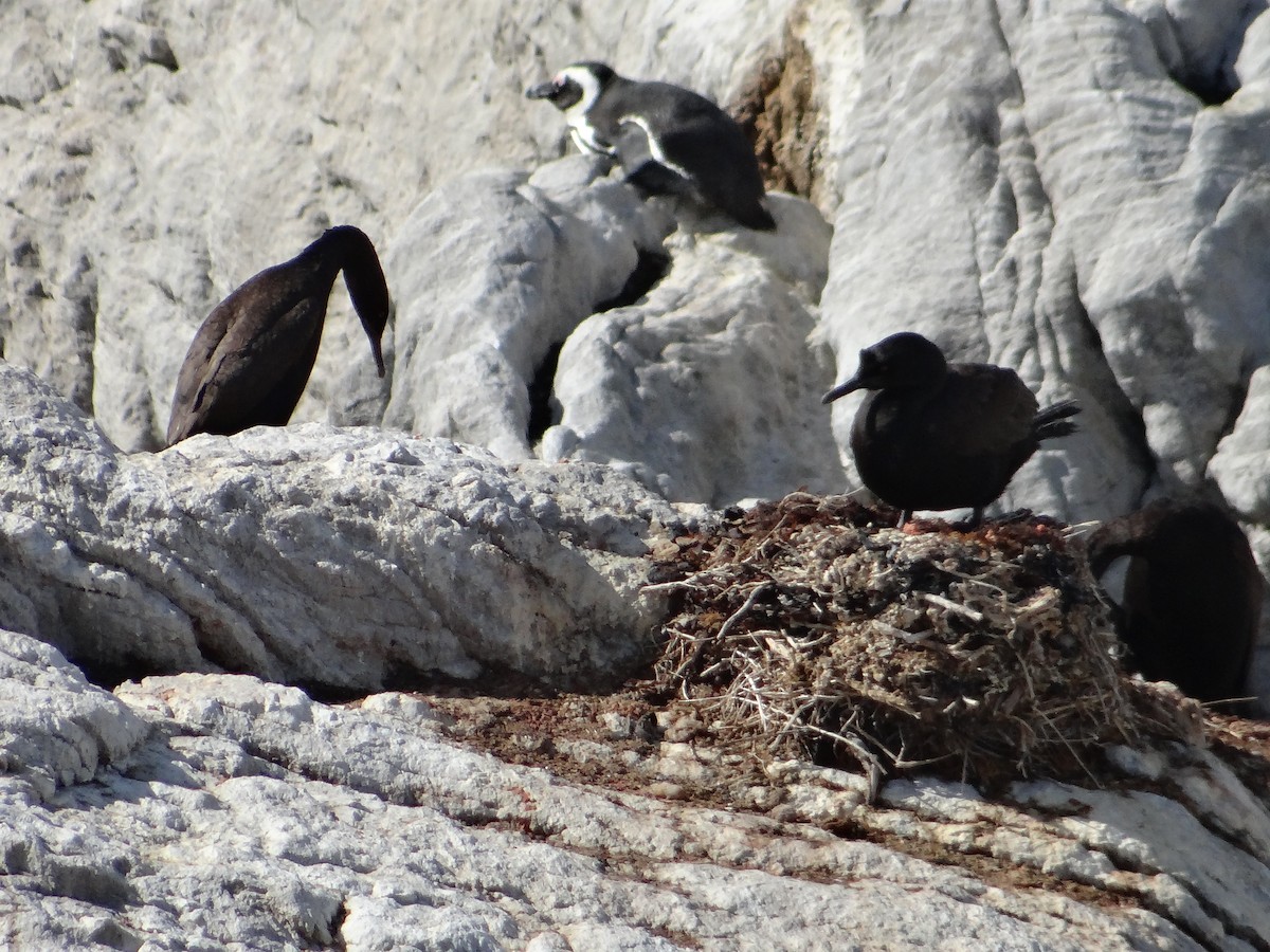 Cormoran des bancs - ML642331358