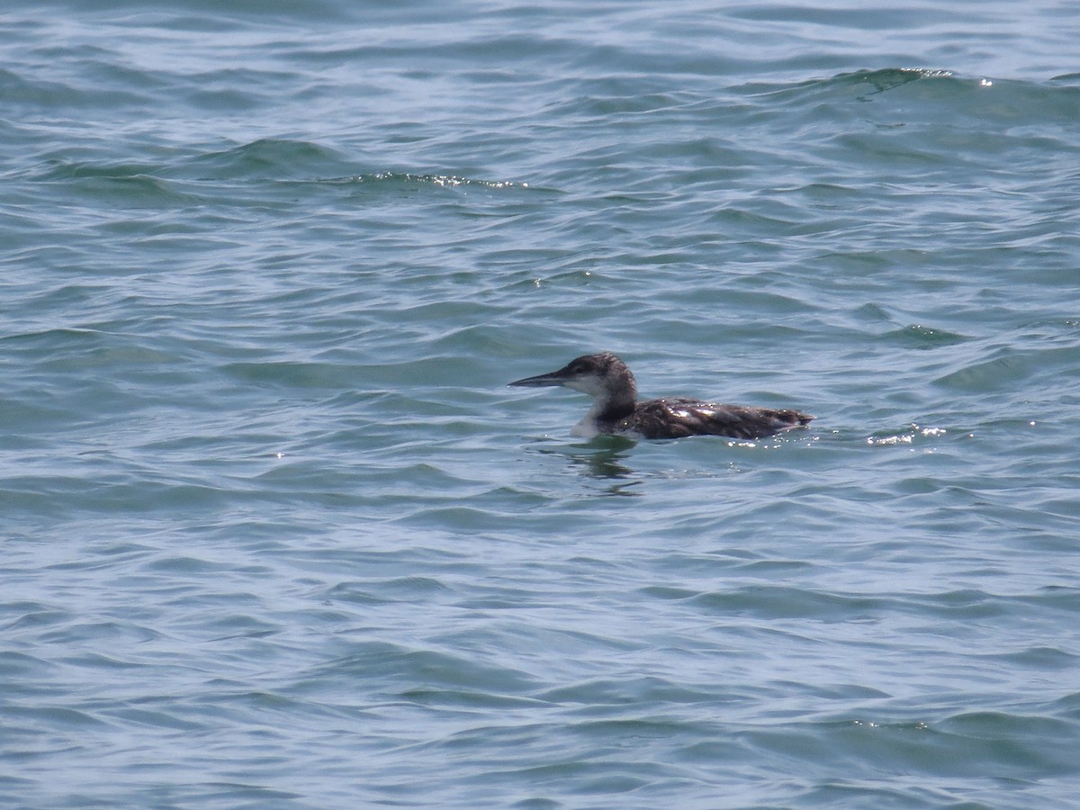Common Loon - ML642331363