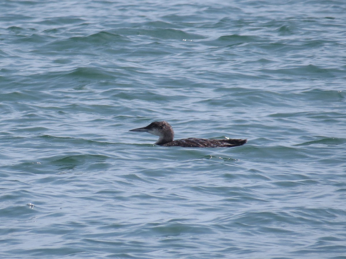Common Loon - ML642331364