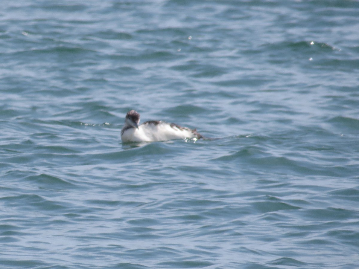 Common Loon - ML642331365