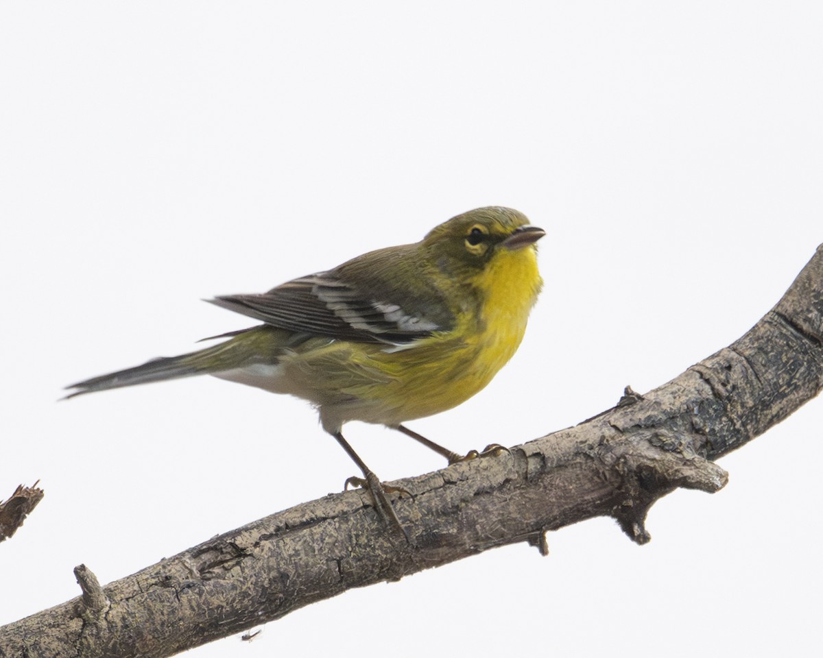Pine Warbler - ML642331370
