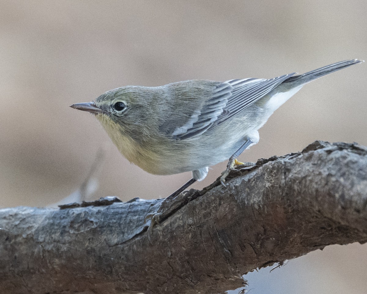 Pine Warbler - ML642331371