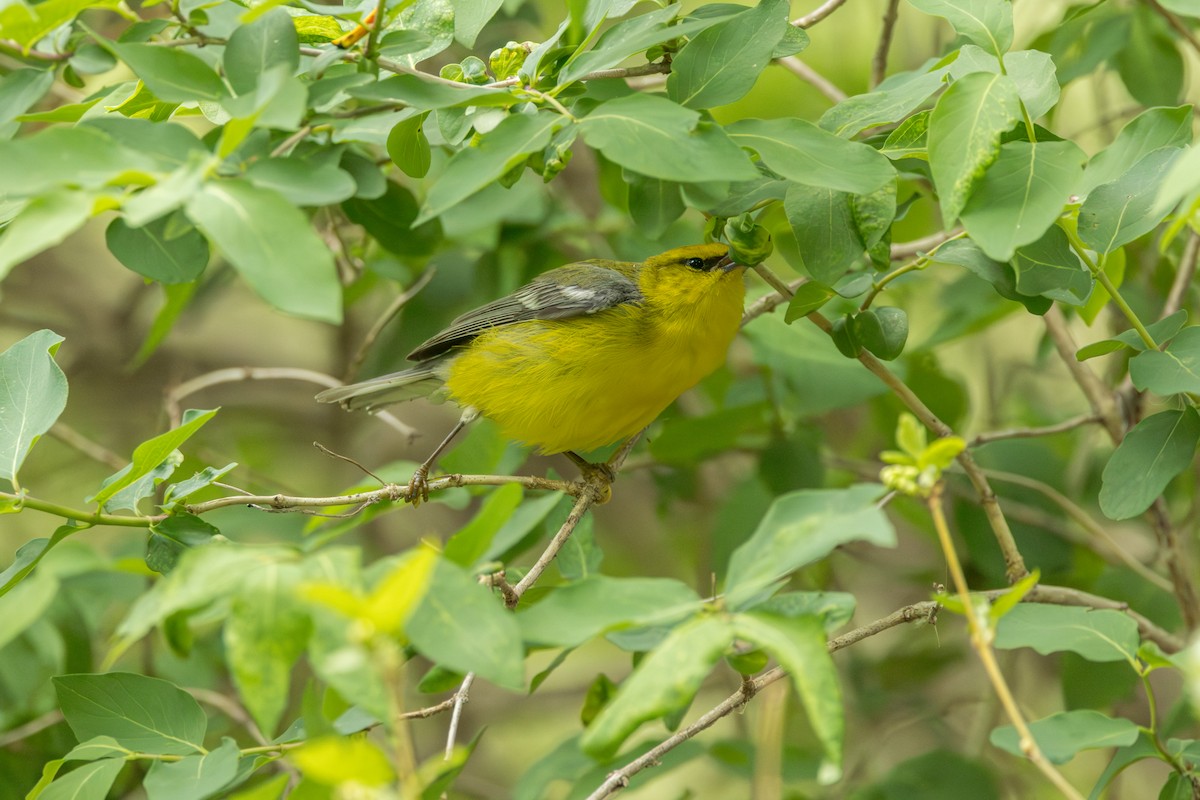 Blue-winged Warbler - ML642331372