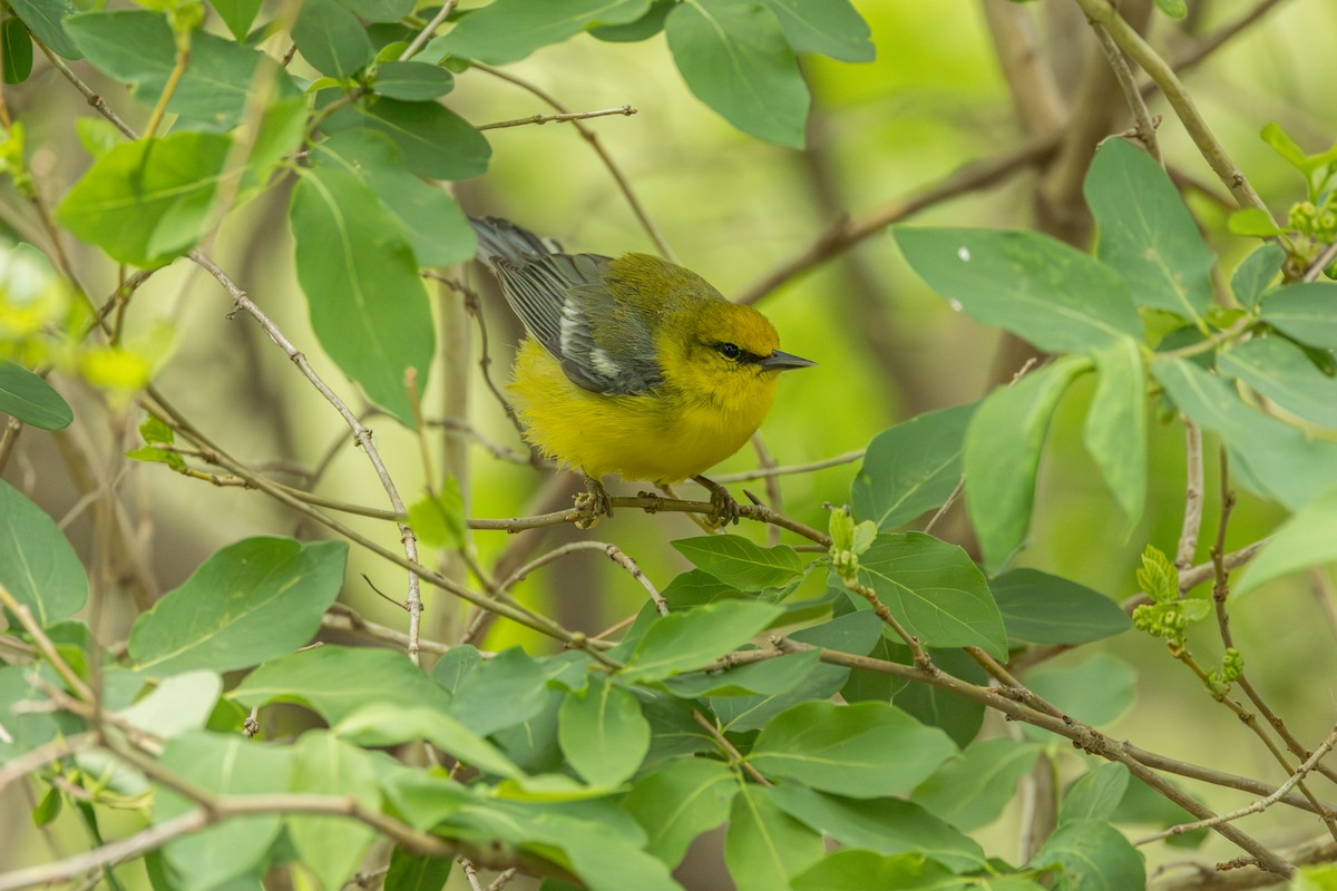 Blue-winged Warbler - ML642331373