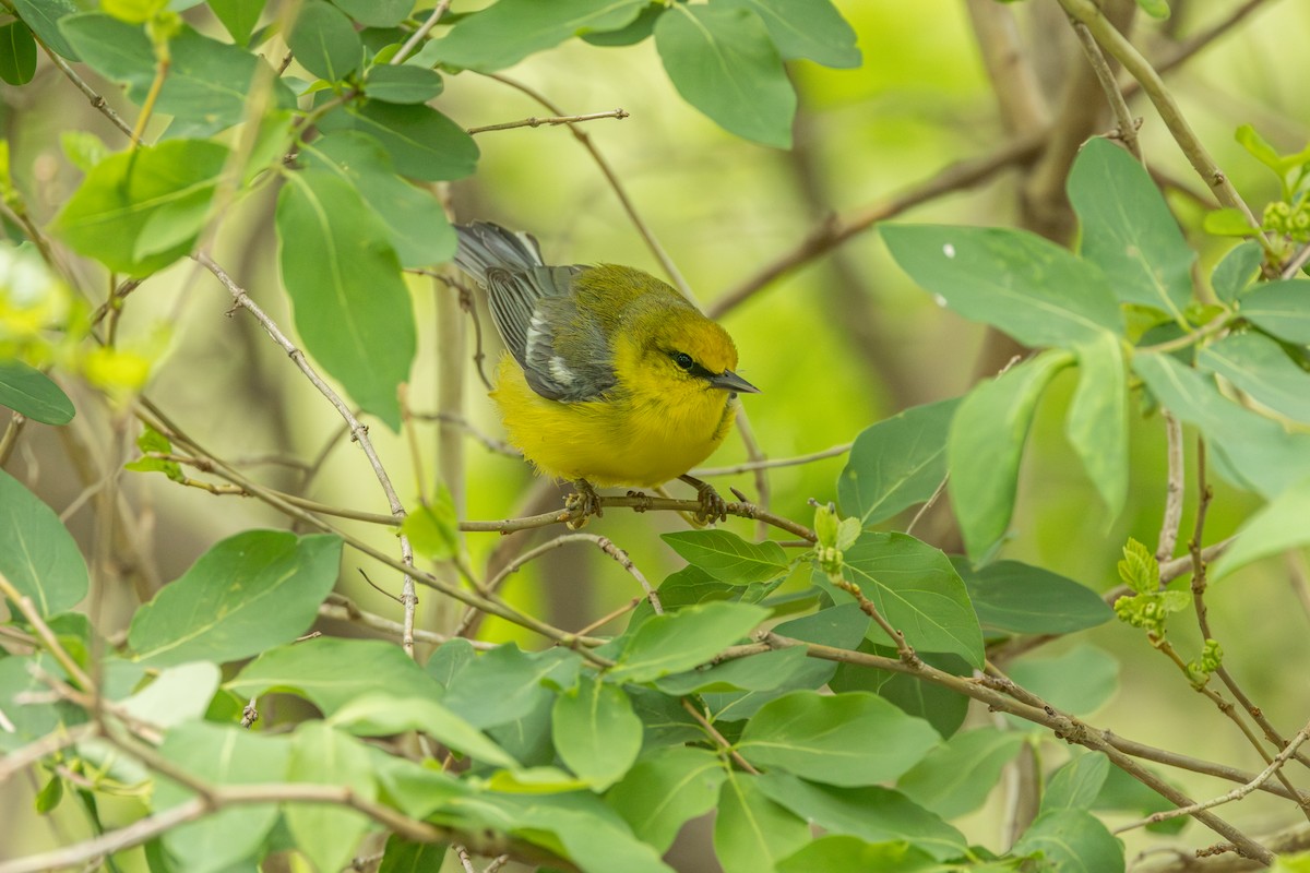 Blue-winged Warbler - ML642331376