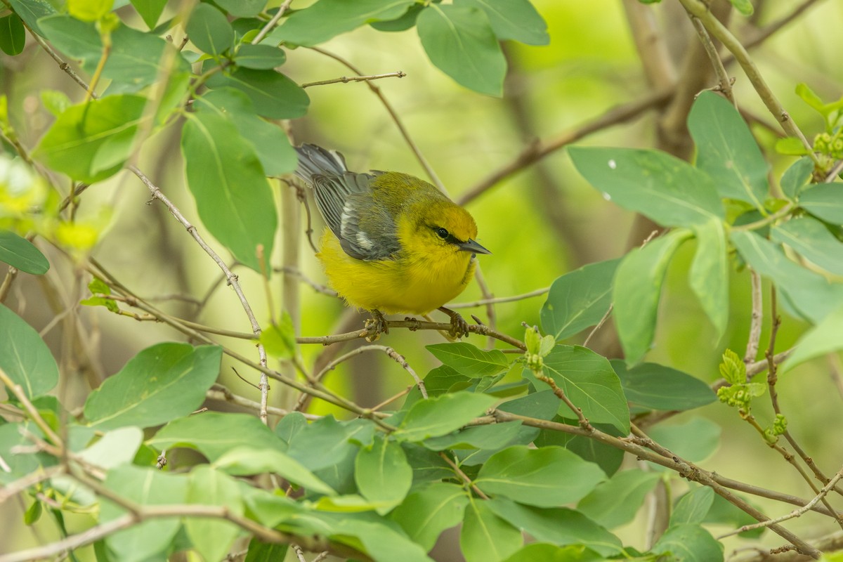 Blue-winged Warbler - ML642331377