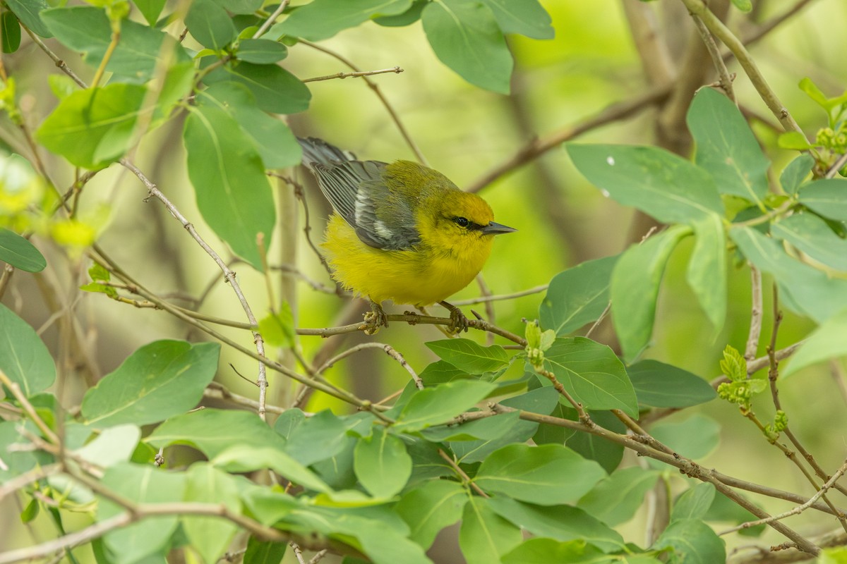 Blue-winged Warbler - ML642331378