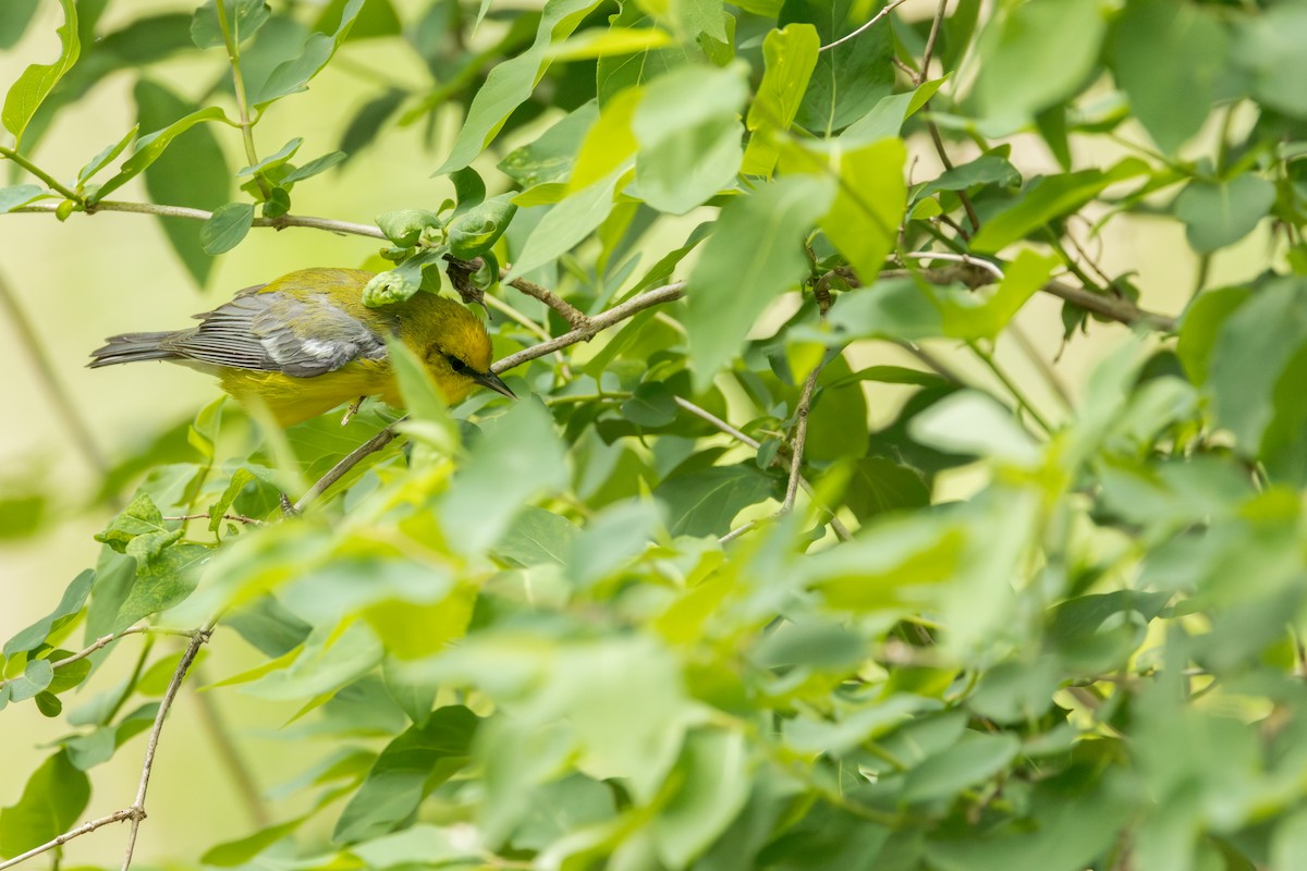Blue-winged Warbler - ML642331380