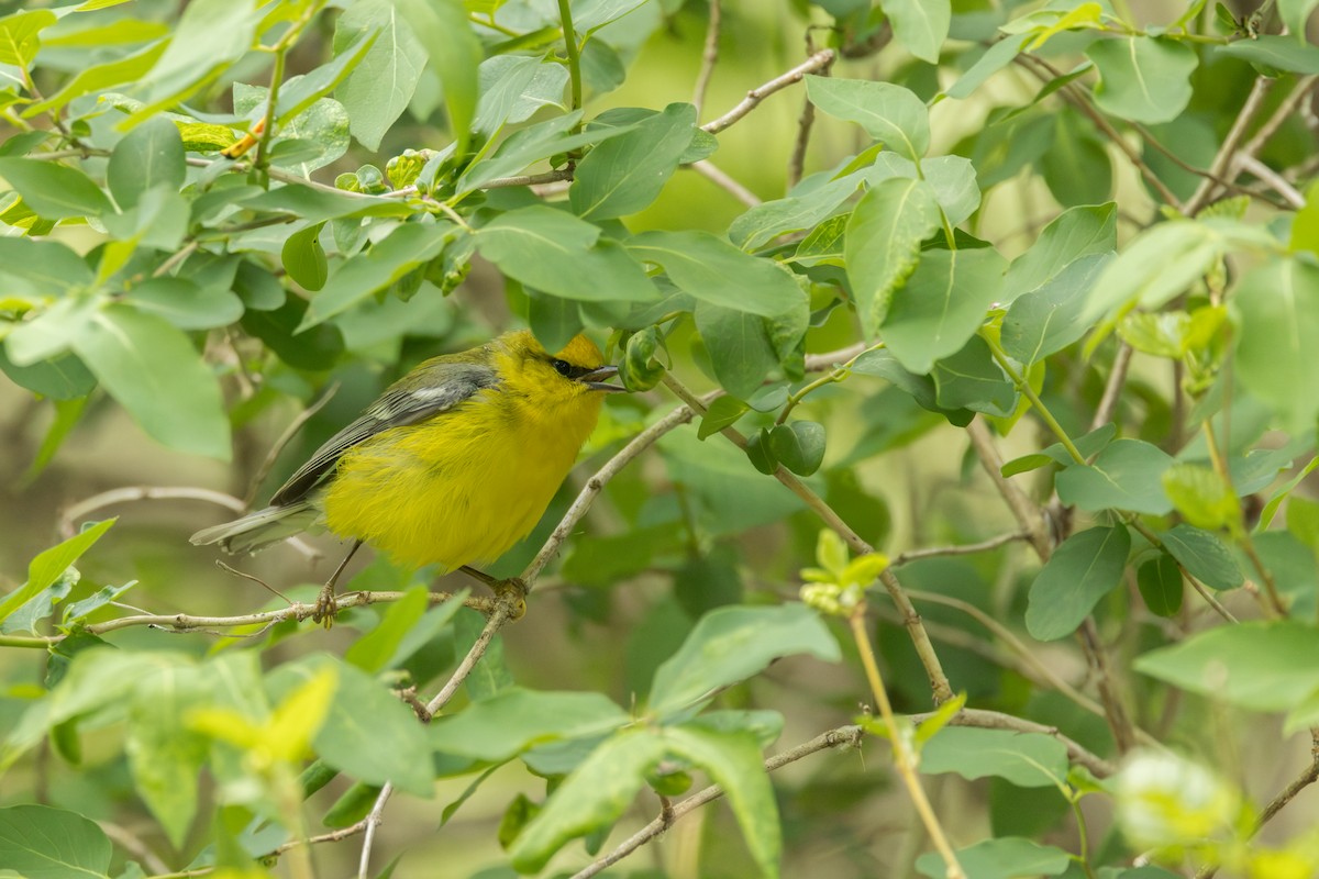 Blue-winged Warbler - ML642331381