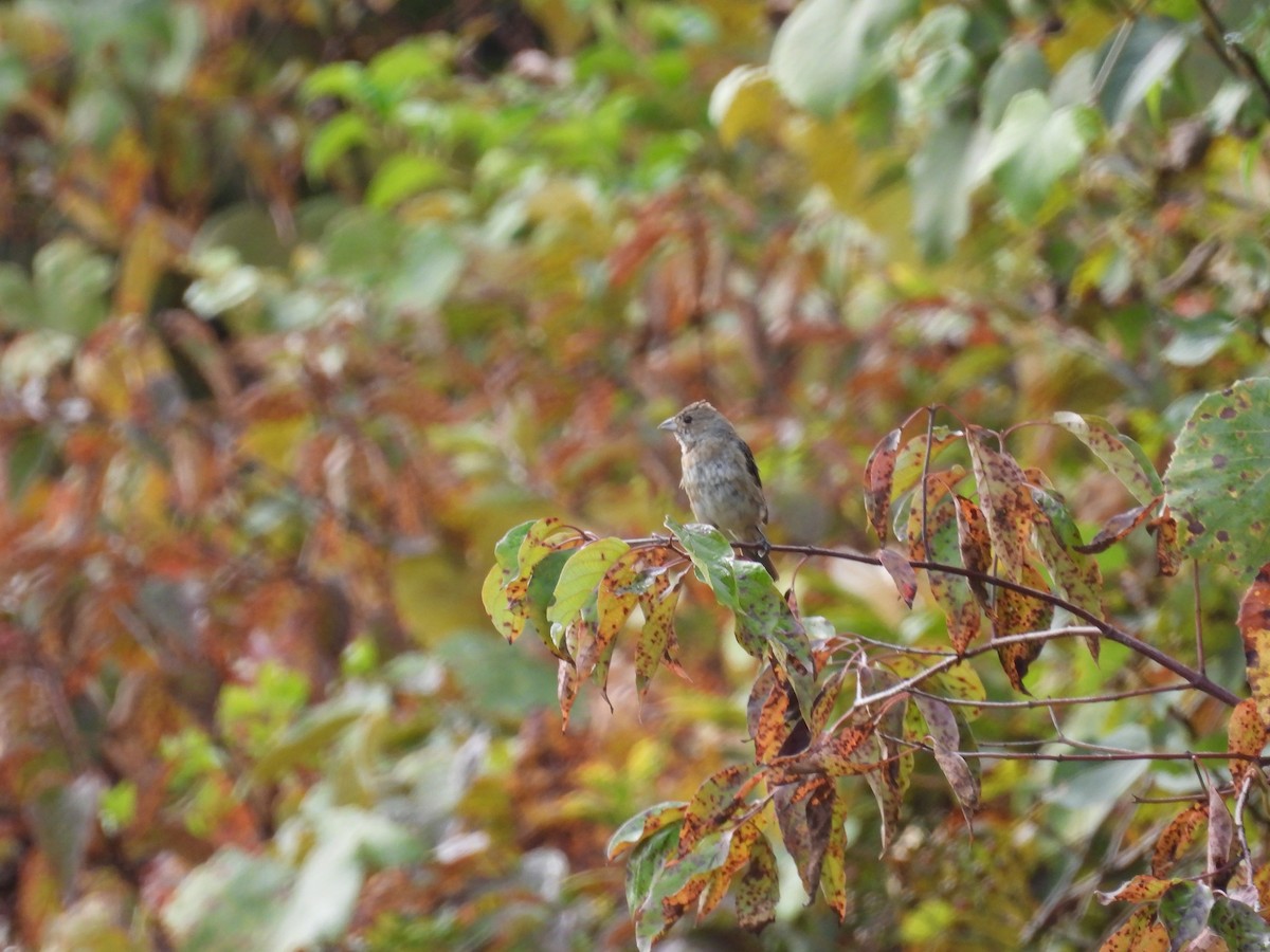 Indigo Bunting - ML642331382