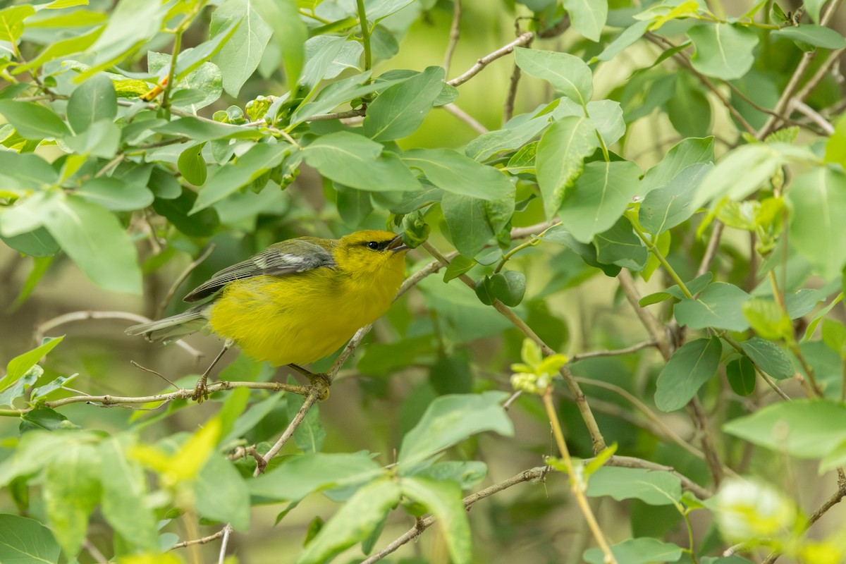 Blue-winged Warbler - ML642331384