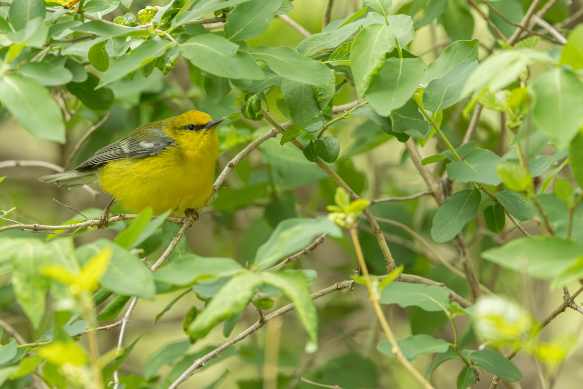 Blue-winged Warbler - ML642331385
