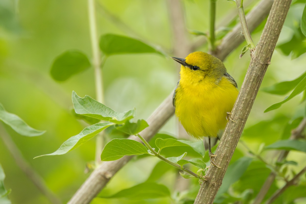 Blue-winged Warbler - ML642331386
