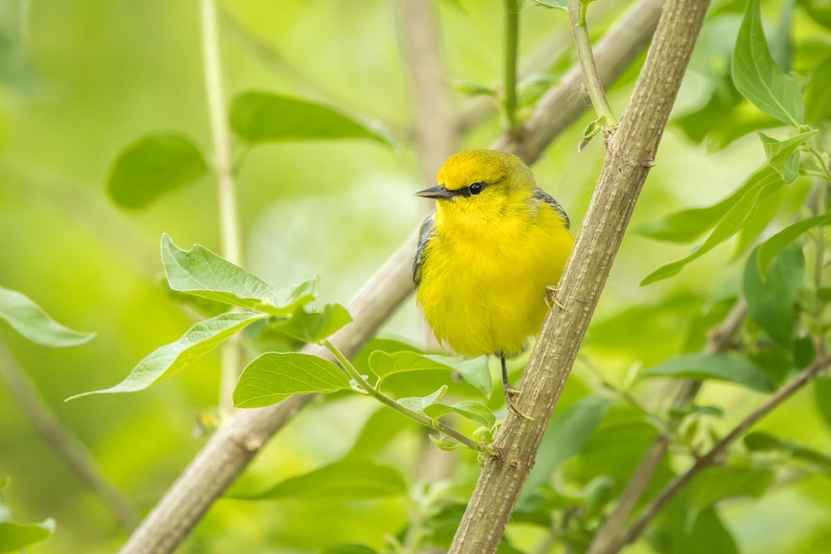 Blue-winged Warbler - ML642331387