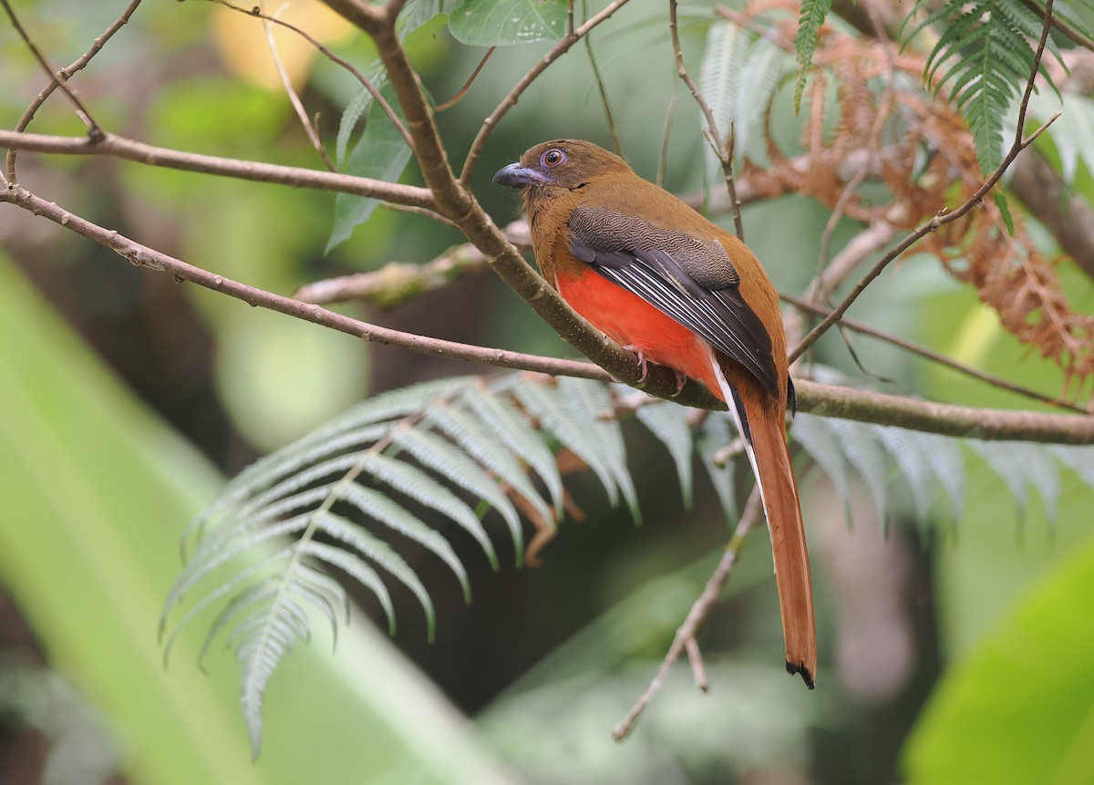 Red-headed Trogon - ML642331409