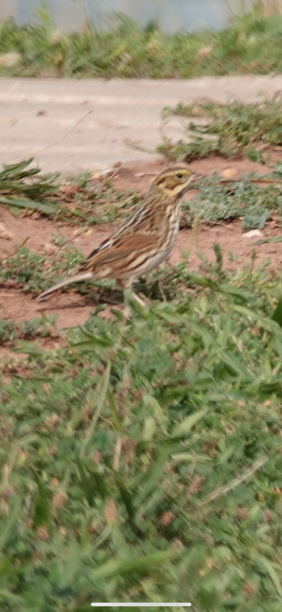 Bruant des prés - ML642331482