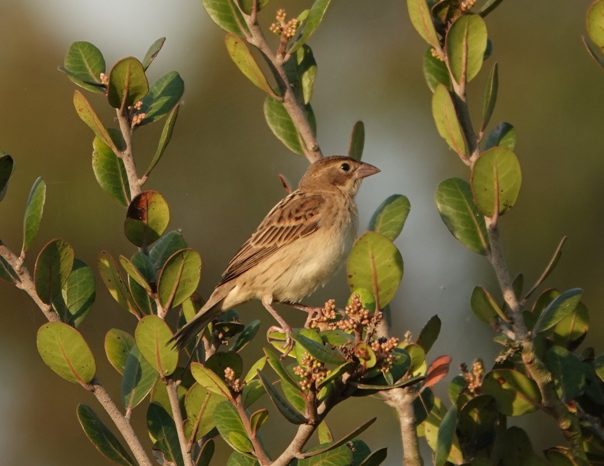 Dickcissel - ML642331496