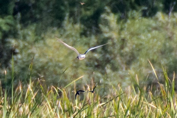 Sabine's Gull - ML642331514