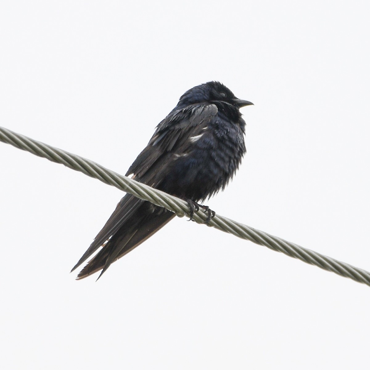 Purple Martin - ML642331531