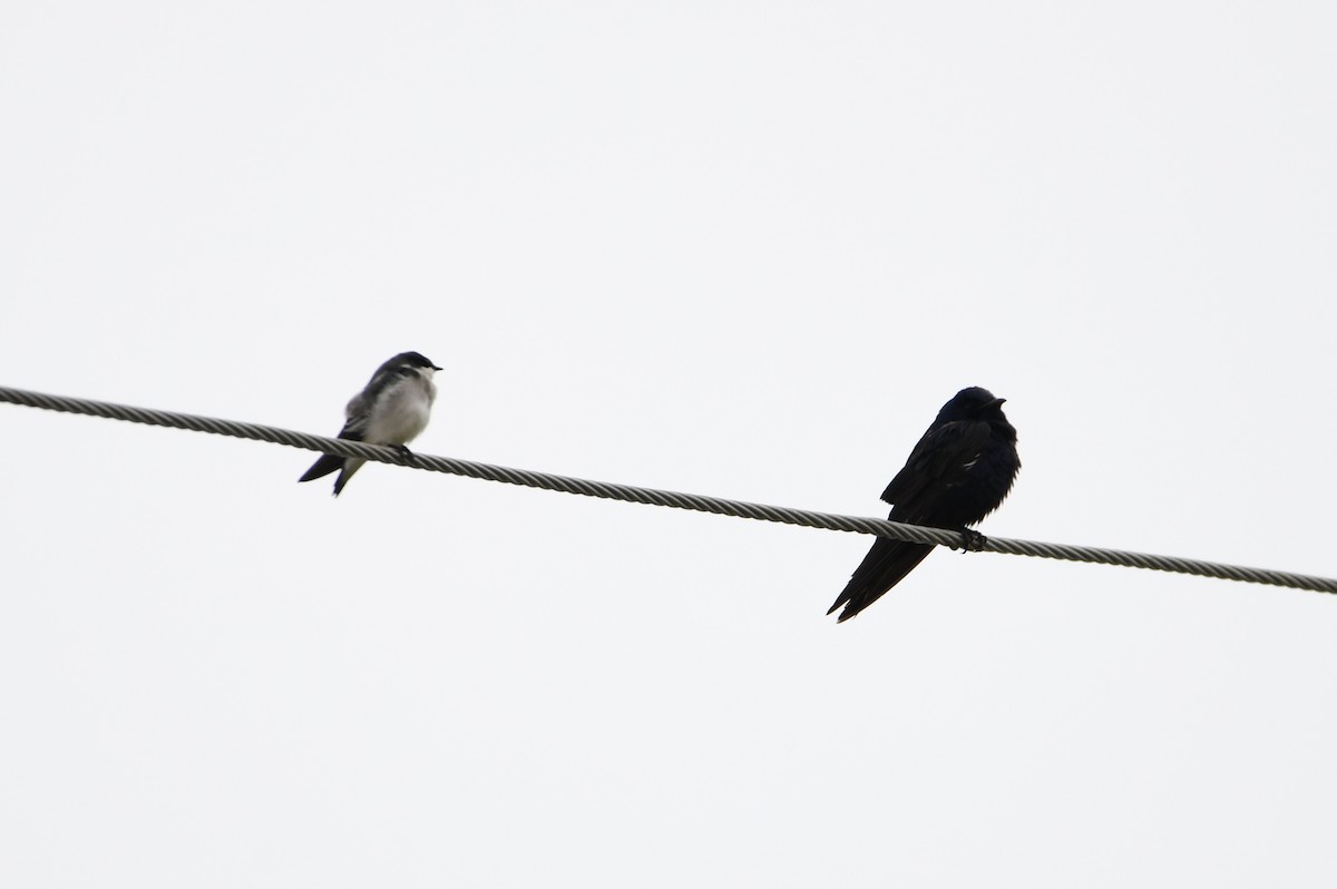 Purple Martin - ML642331537