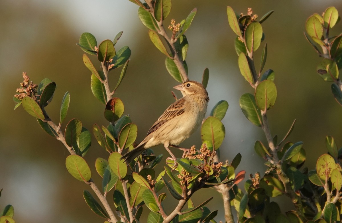 Dickcissel - ML642331555