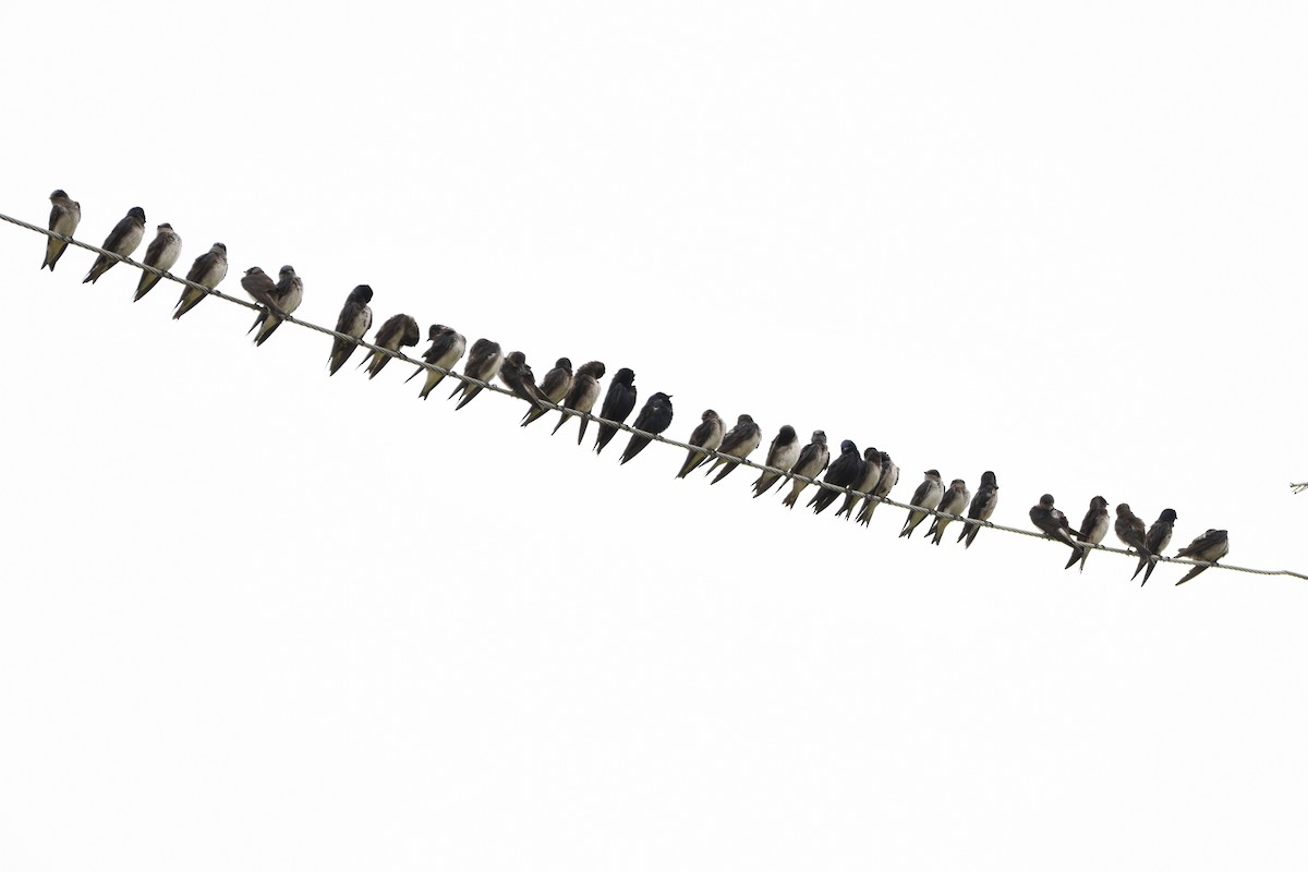 Purple Martin - ML642331602