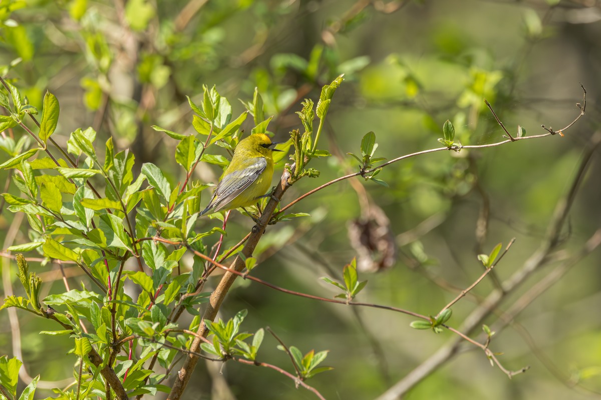 Blue-winged Warbler - ML642331613