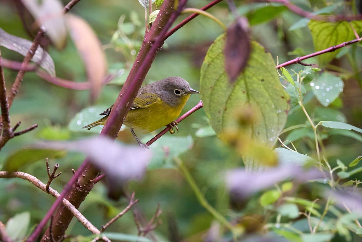 Nashville Warbler - ML642331640