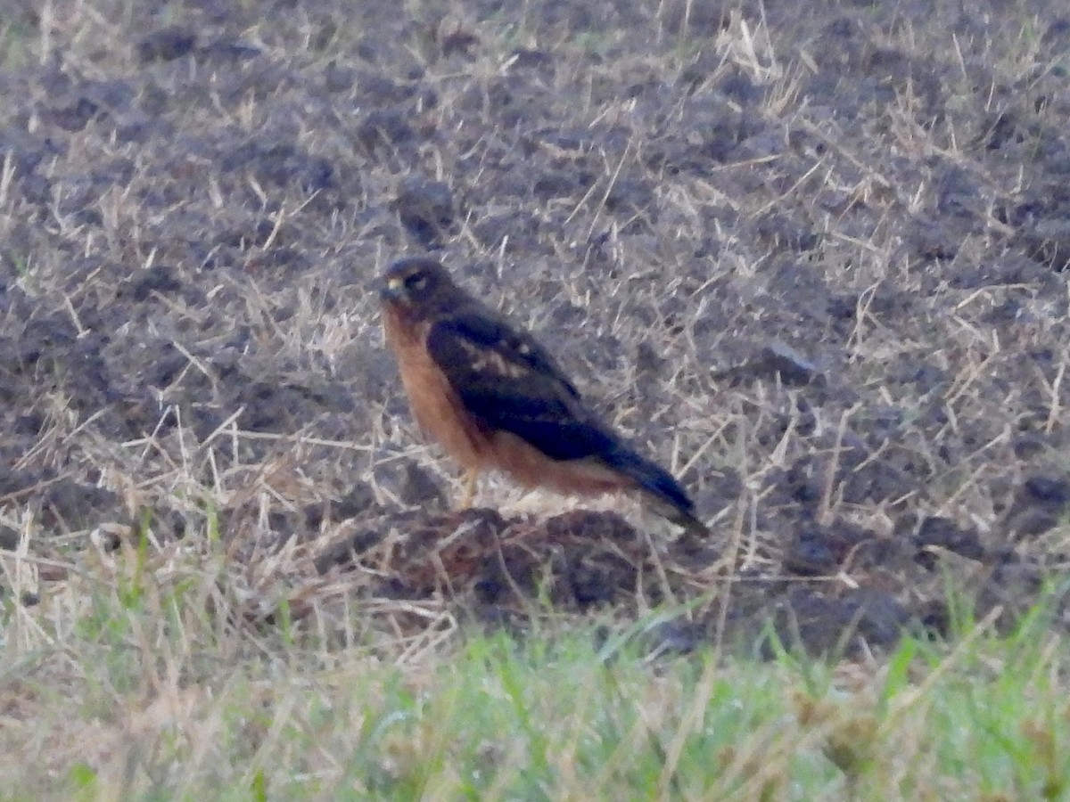 Northern Harrier - ML642331706