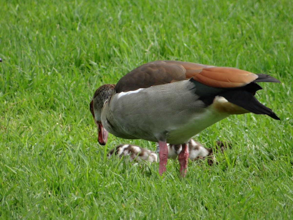 Egyptian Goose - ML642331717