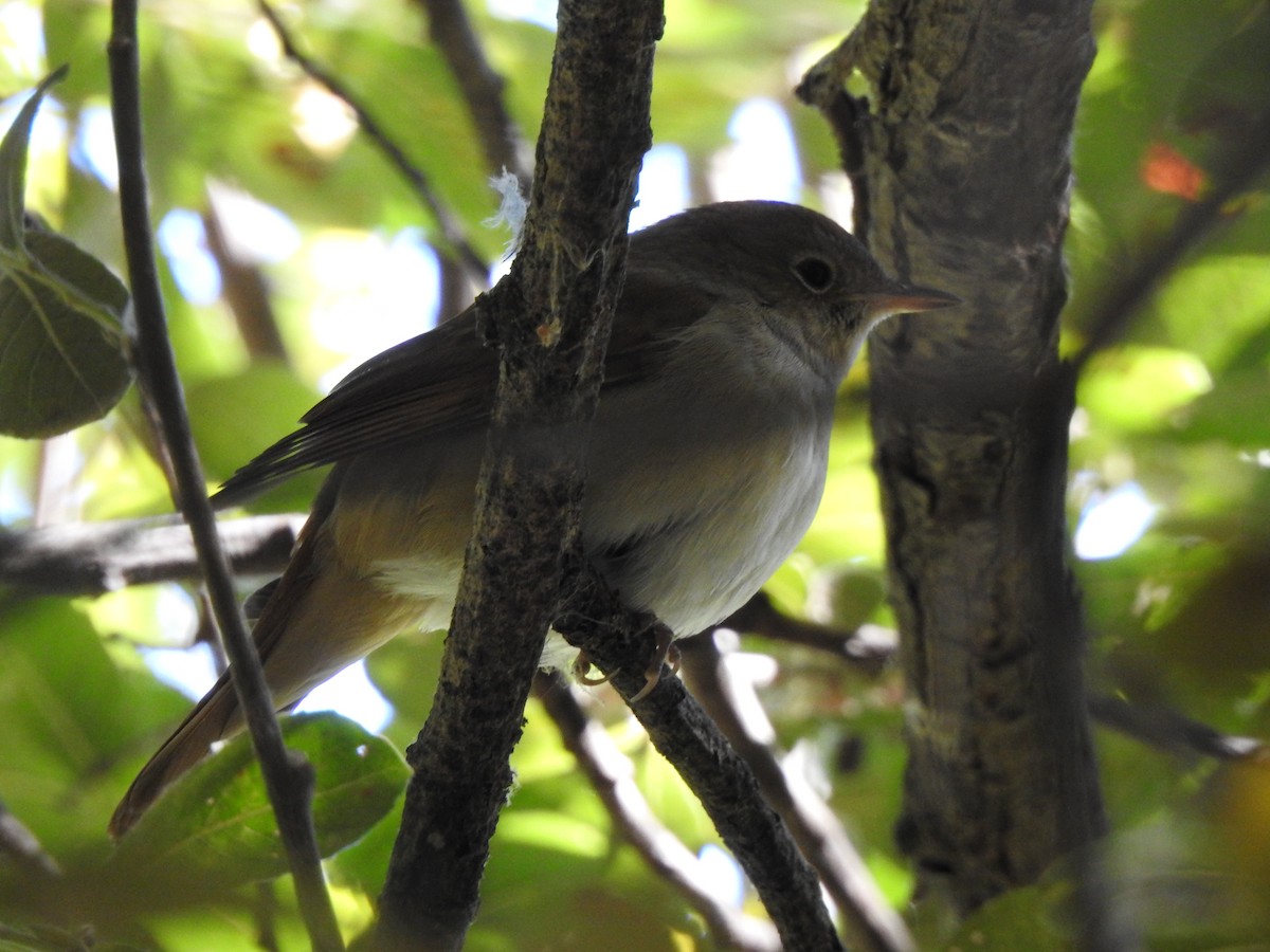 passerine sp. - ML642331745