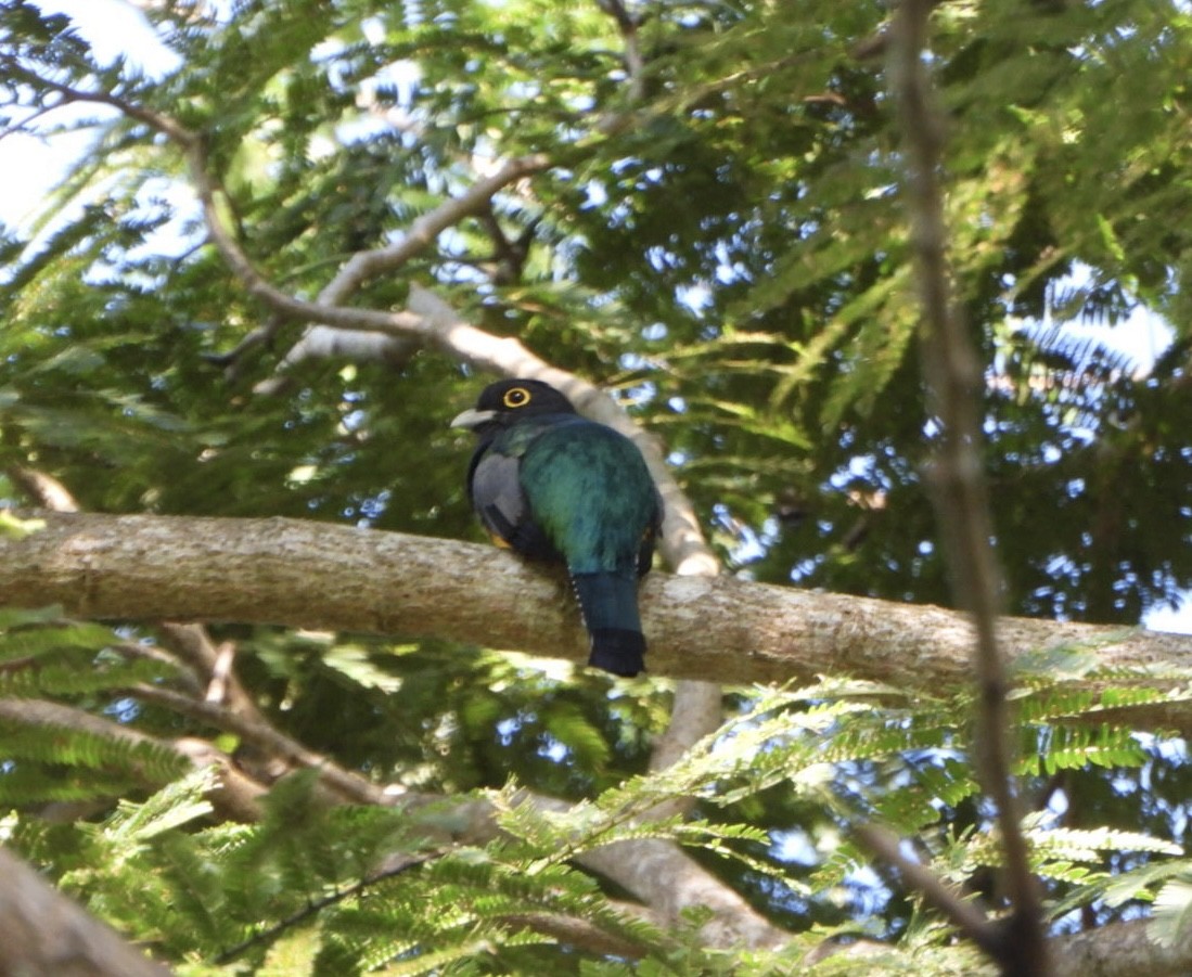 Gartered Violaceous Trogon - ML642331756