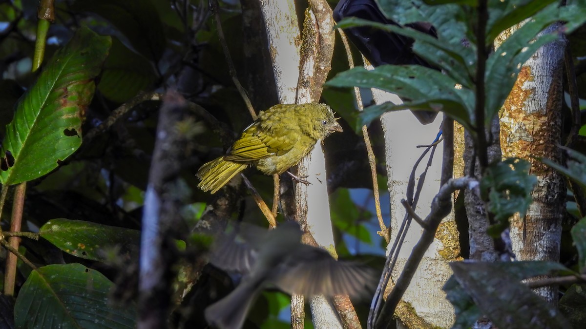 Ochre-breasted Tanager - ML642331772
