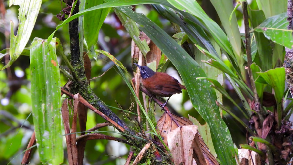 Bay Wren - ML642331778