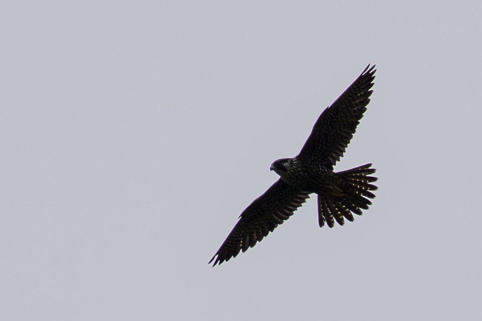 Gökdoğan (pealei) - ML642331809