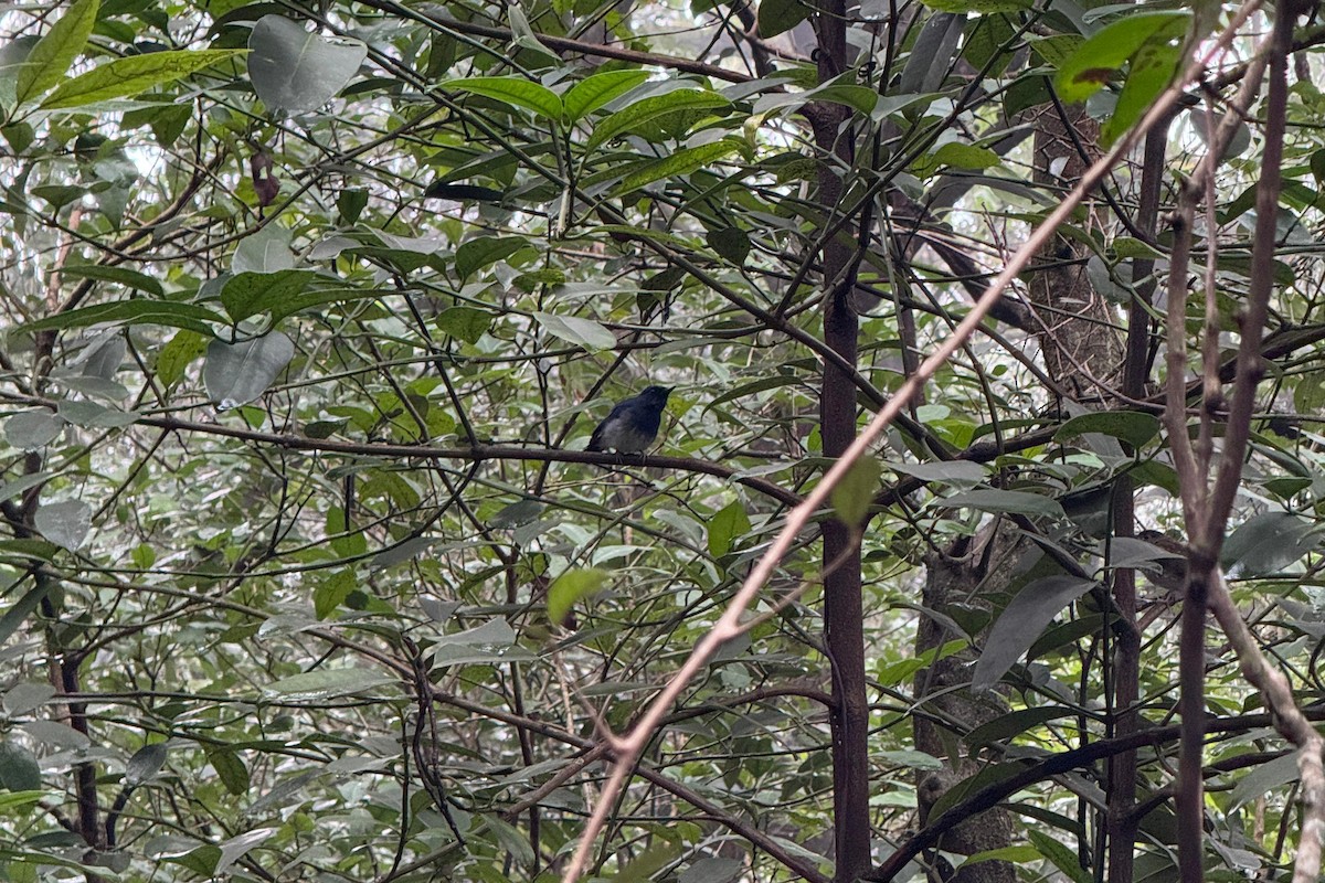 White-bellied Blue Flycatcher - ML642331828