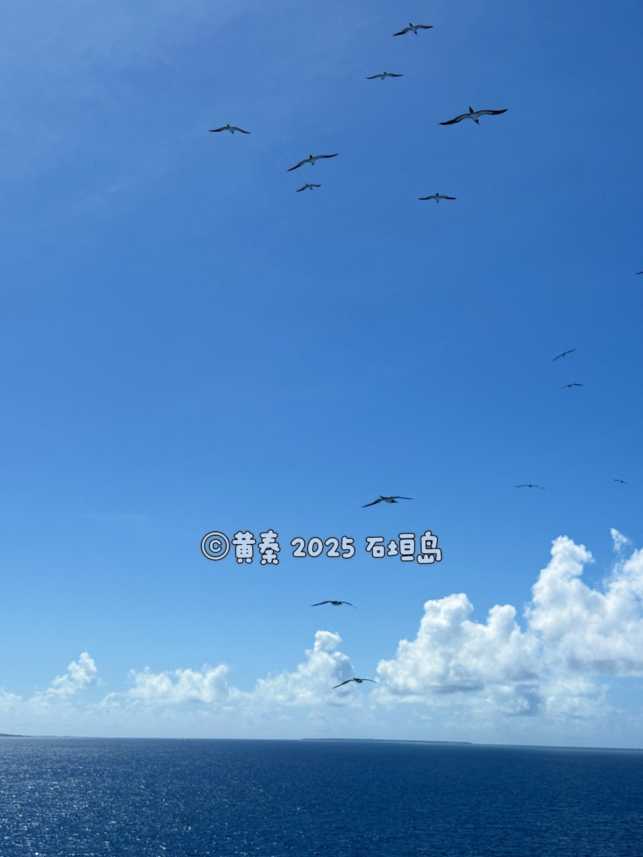 Brown Booby - ML642331829
