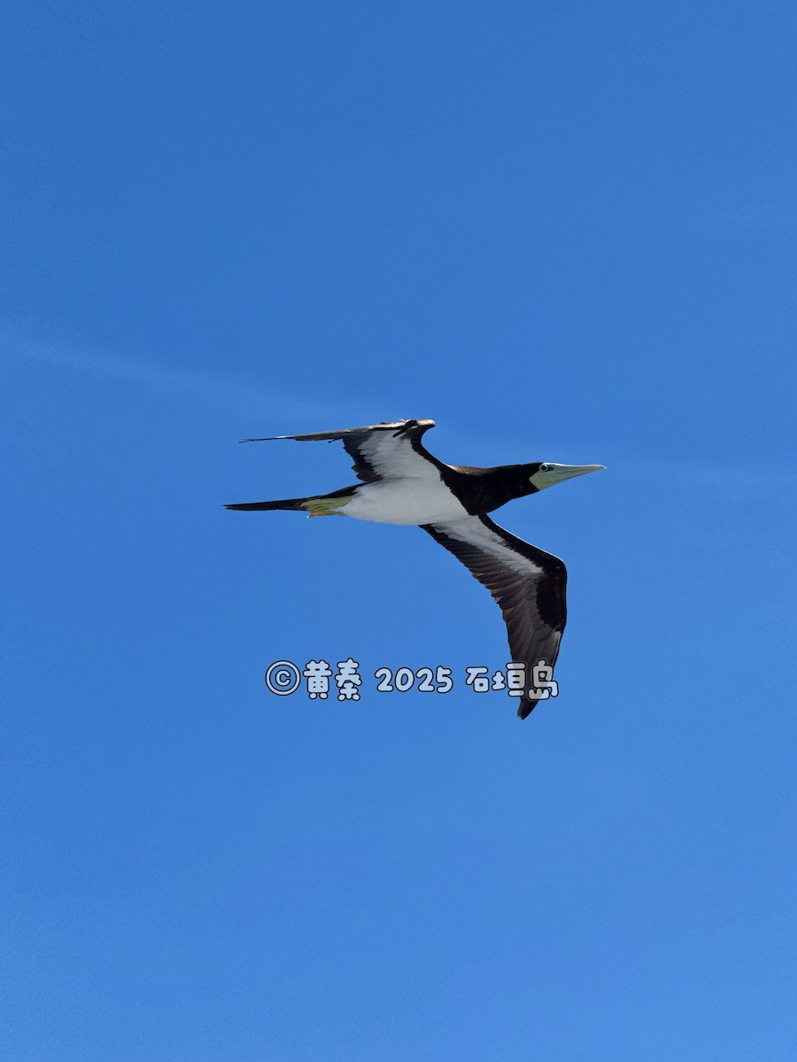 Brown Booby - ML642331830