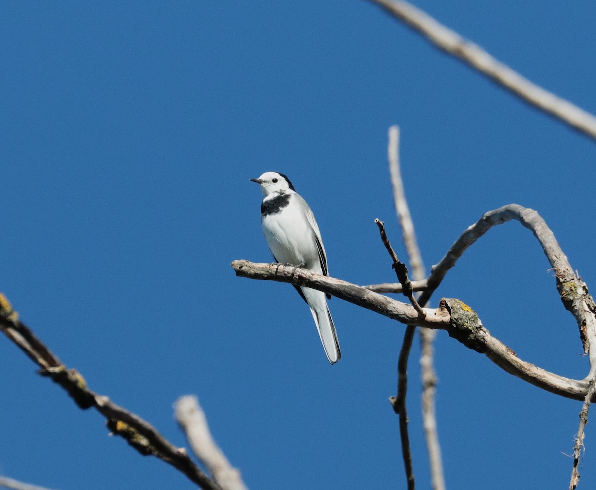 Хөх цэгцгий - ML642331833