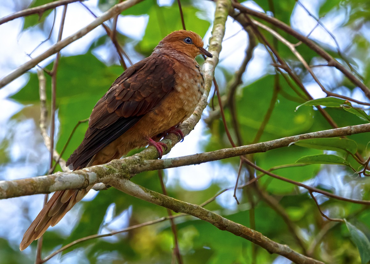 Little Cuckoo-Dove - ML642331838