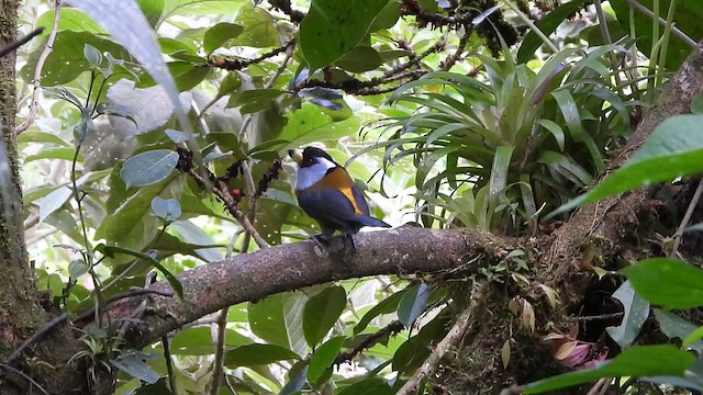 Toucan Barbet - ML642331845